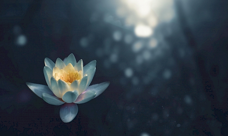 rust, zen, bloem, lotus, natuur, water, diepte, meditatie